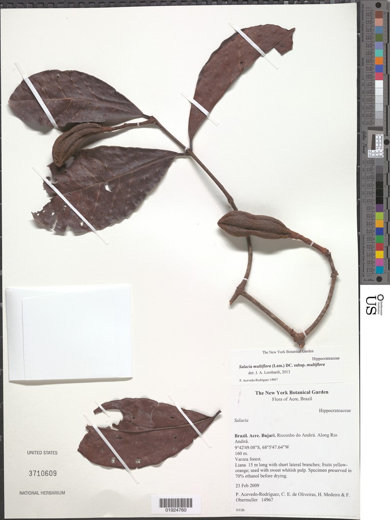 Salacia multiflora subsp. multiflora