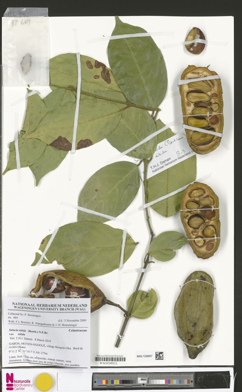 Salacia nitida var. nitida