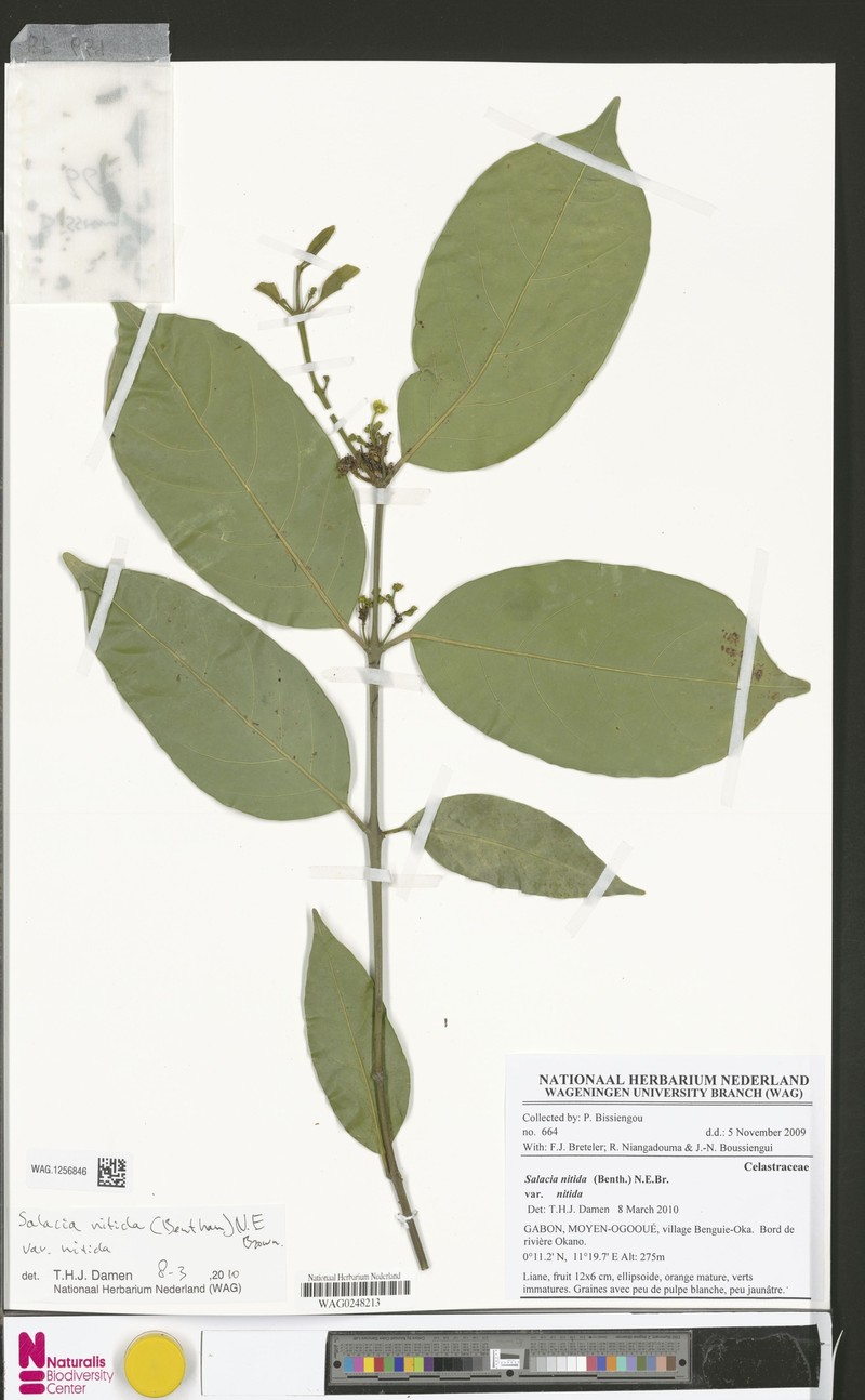 Salacia nitida var. nitida photo 2
