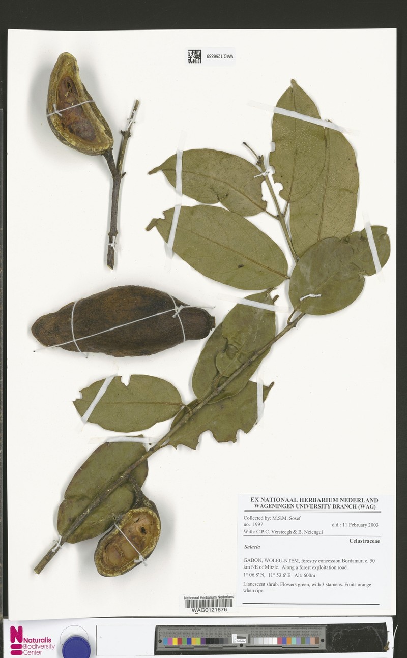 Salacia nitida var. nitida photo 3