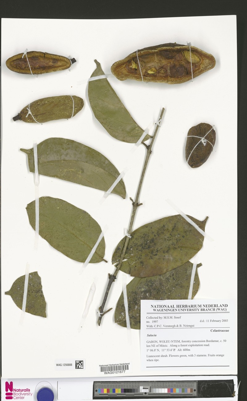 Salacia nitida var. nitida photo 4