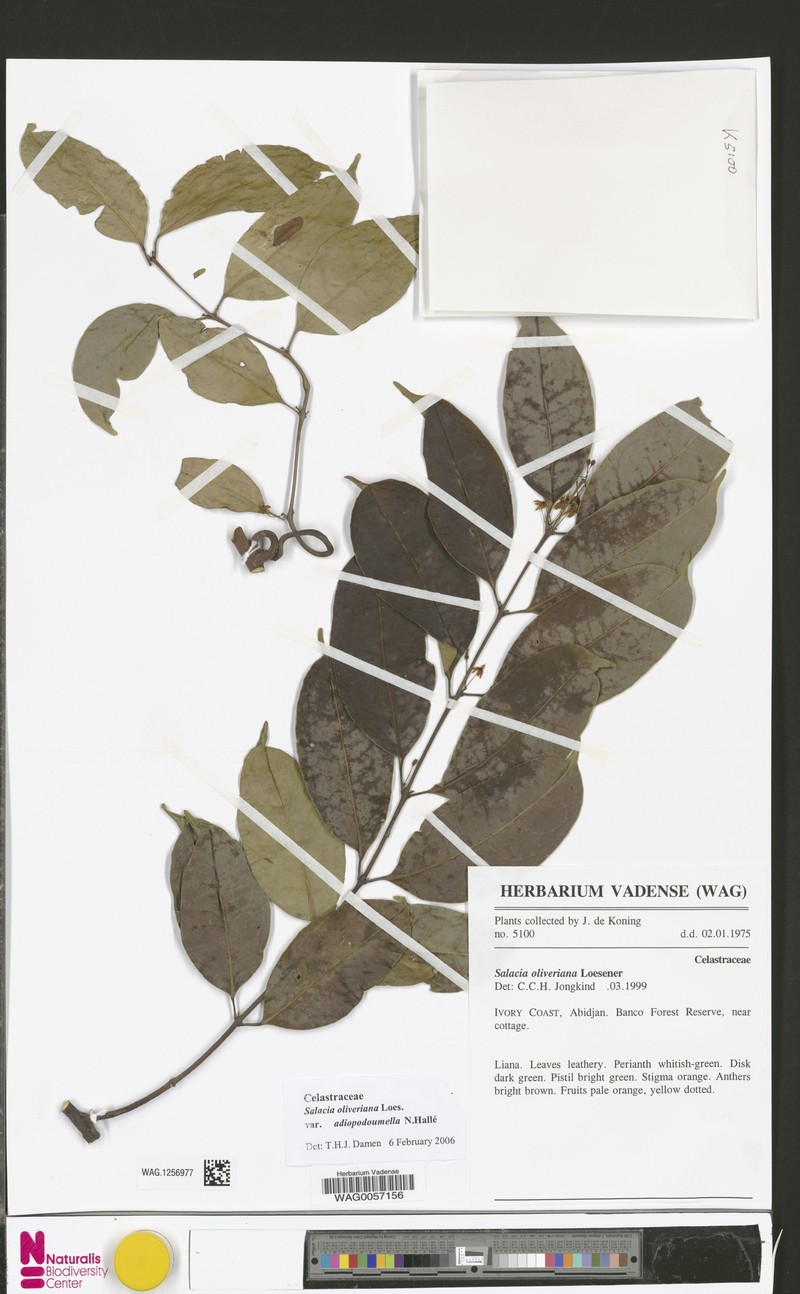 Salacia oliveriana var. adiopodoumella