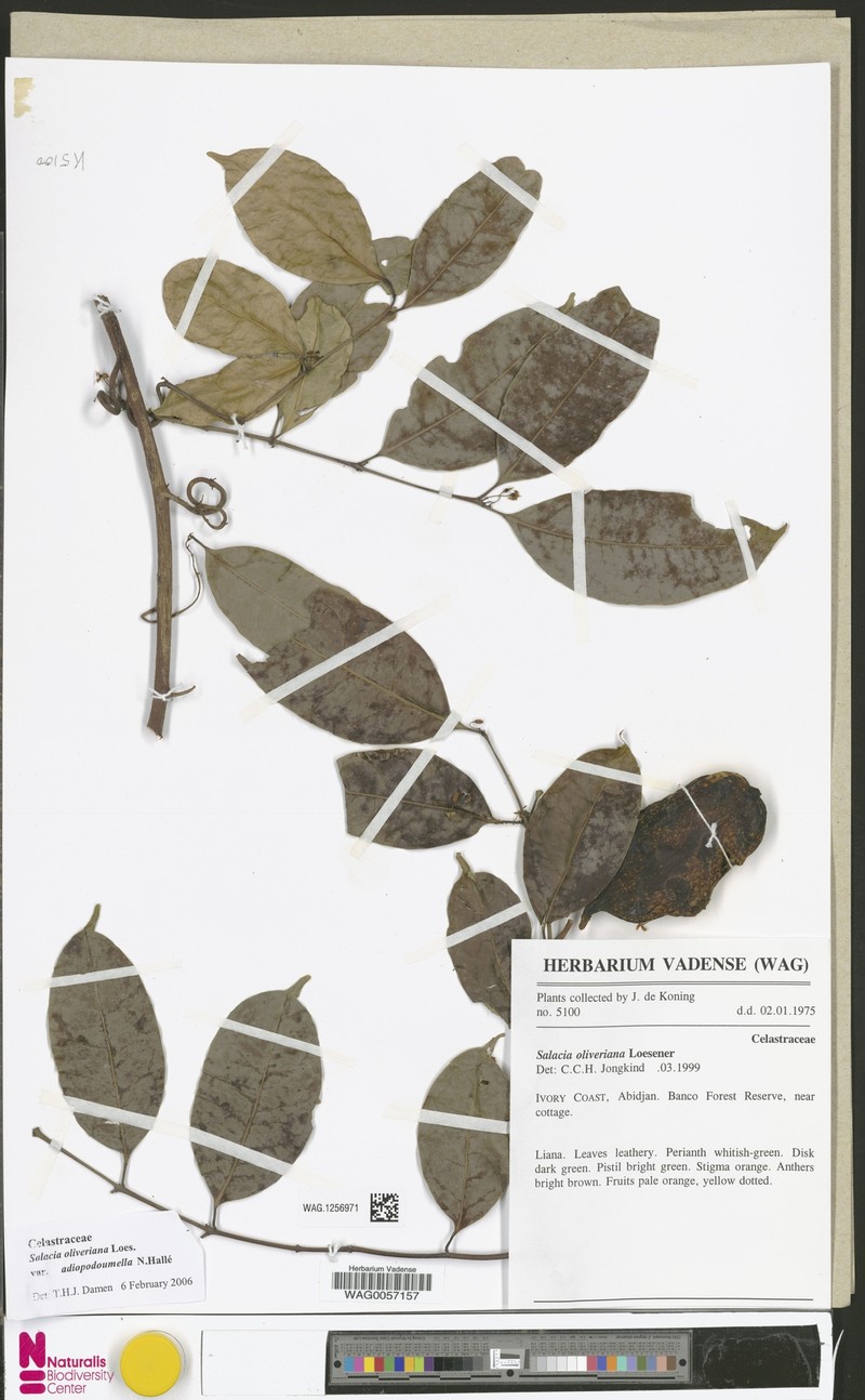 Salacia oliveriana var. adiopodoumella photo 2