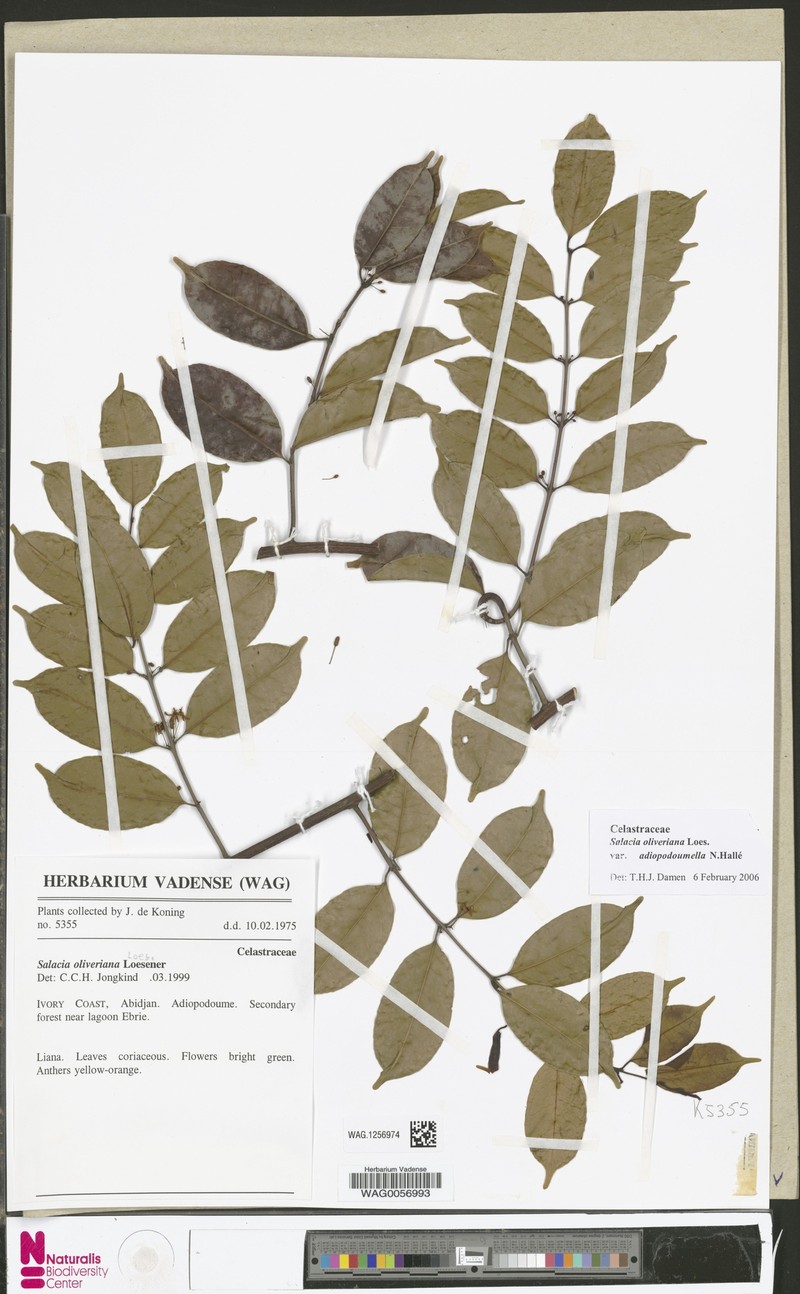 Salacia oliveriana var. adiopodoumella photo 3