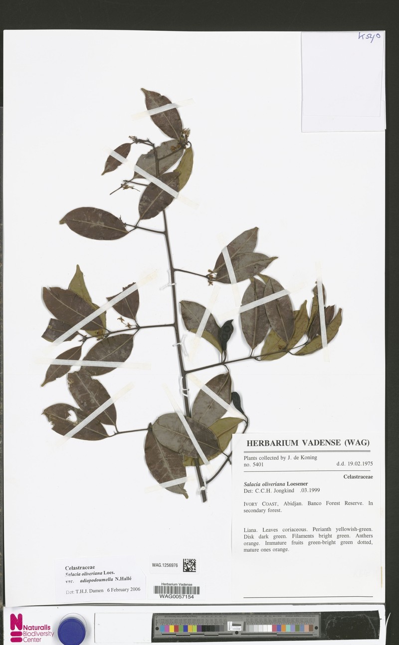 Salacia oliveriana var. adiopodoumella photo 4