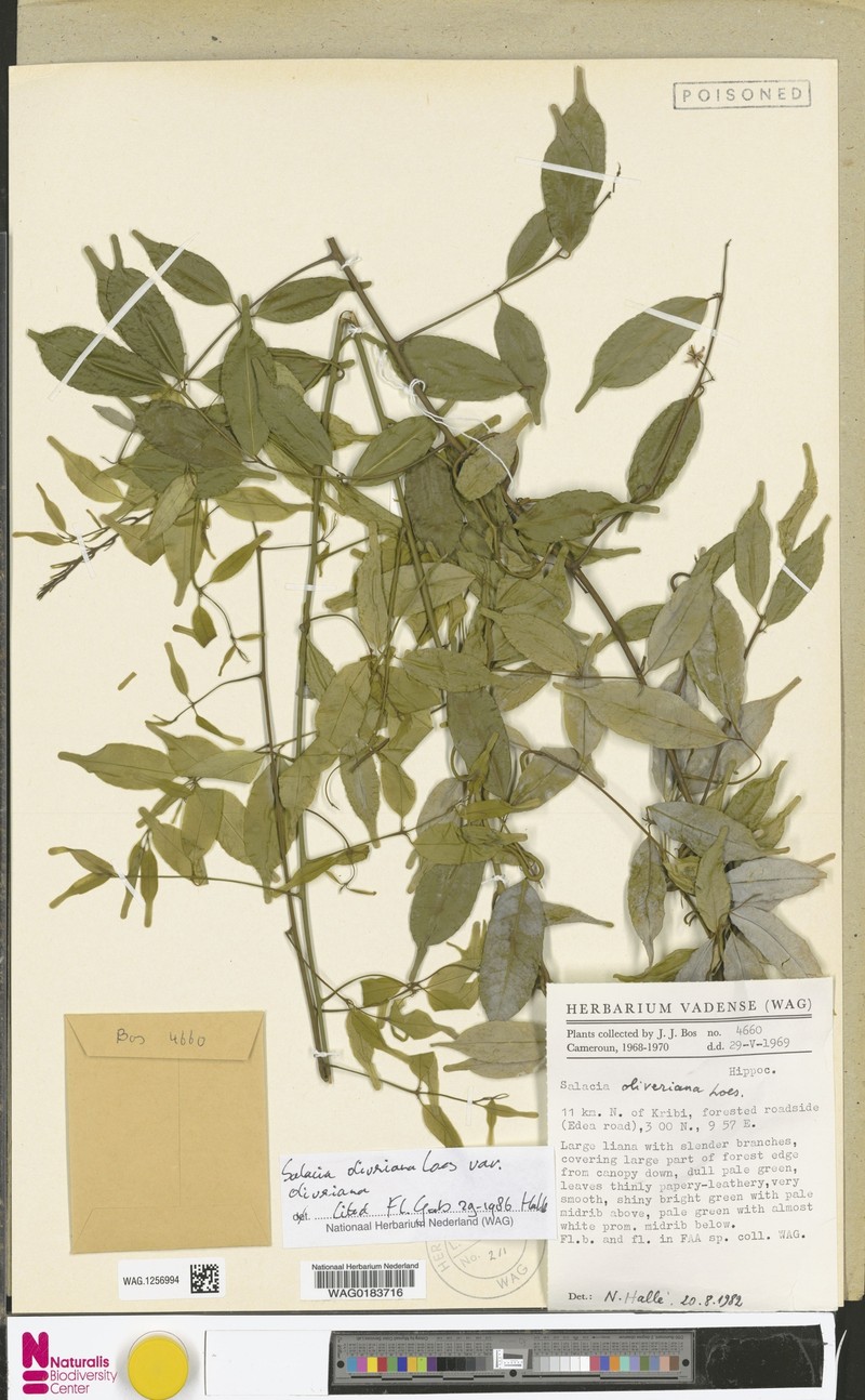 Salacia oliveriana var. oliveriana photo 2