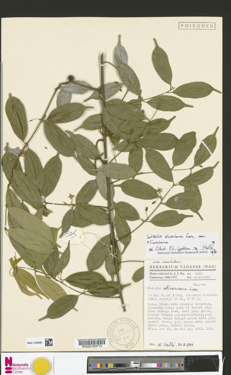 Salacia oliveriana var. oliveriana photo 3