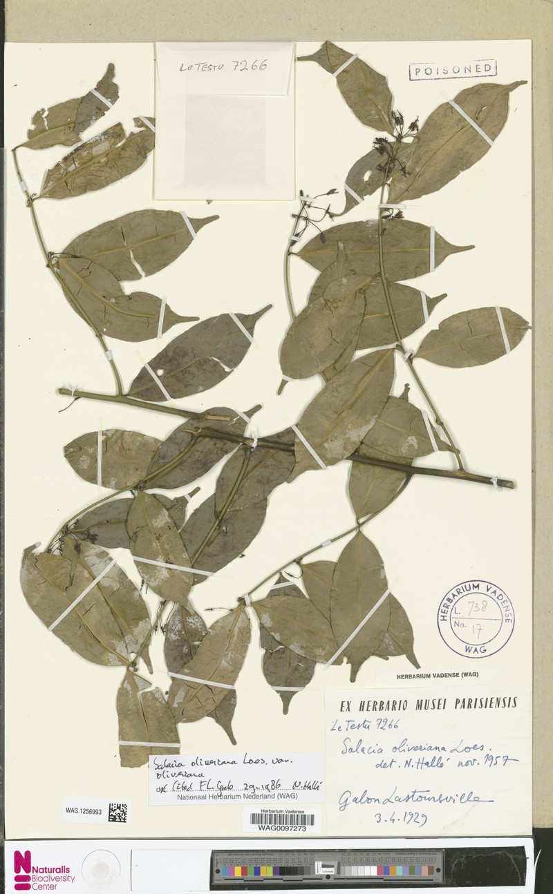 Salacia oliveriana var. oliveriana photo 4