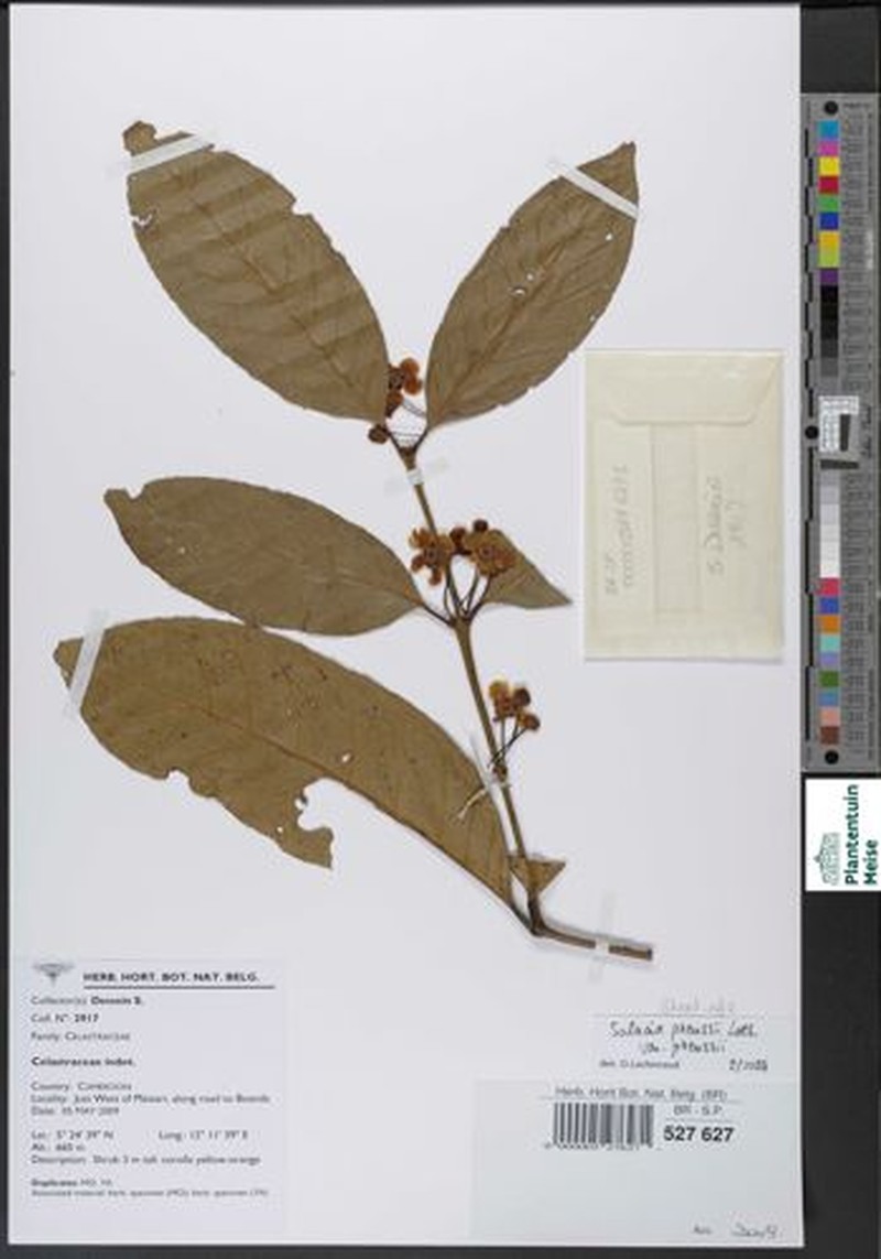 Salacia preussii var. preussii