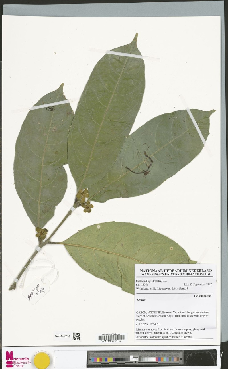 Salacia preussii var. preussii photo 2