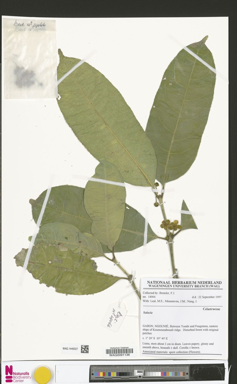 Salacia preussii var. preussii photo 3