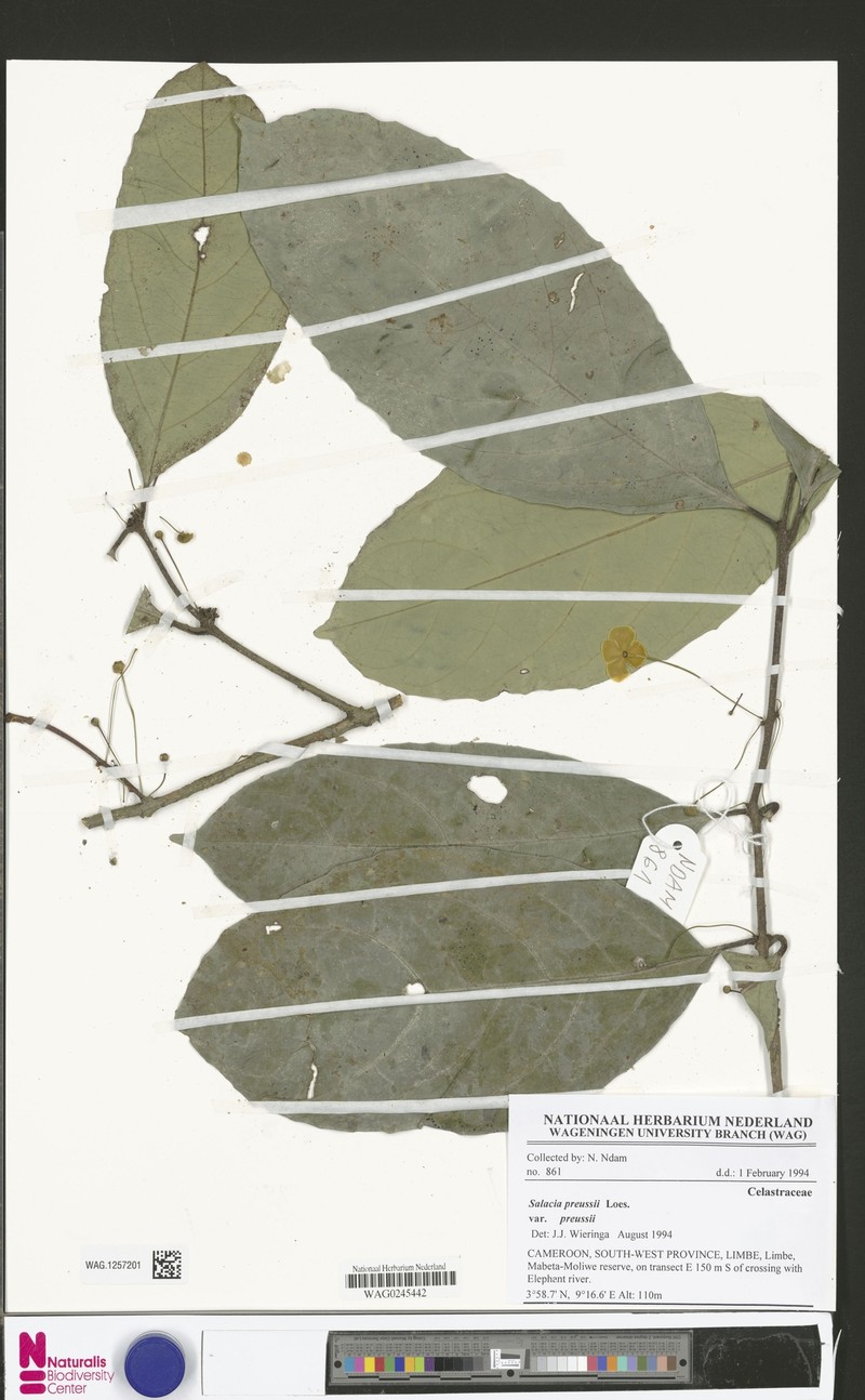 Salacia preussii var. preussii photo 4
