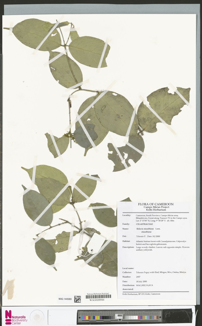 Salacia staudtiana var. staudtiana