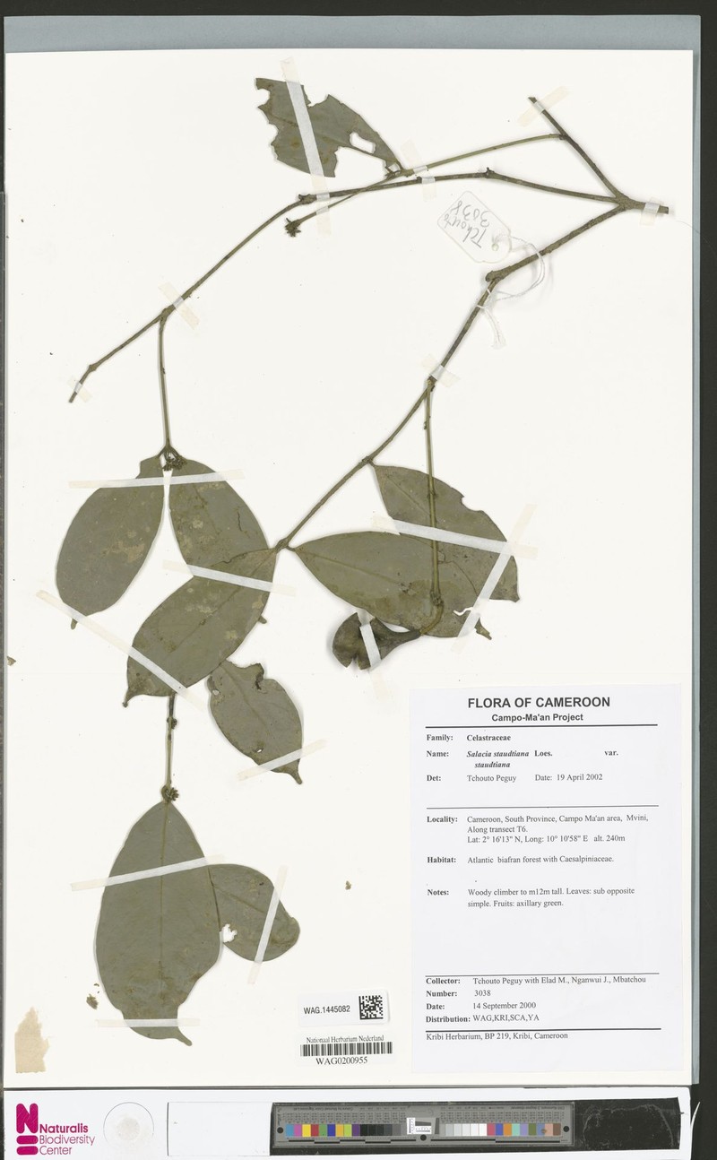 Salacia staudtiana var. staudtiana photo 2