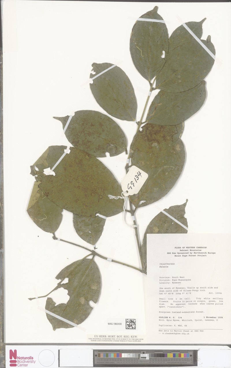 Salacia staudtiana var. staudtiana photo 3