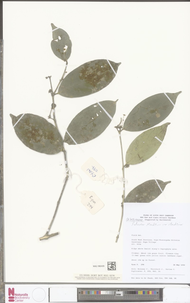 Salacia staudtiana var. staudtiana photo 4
