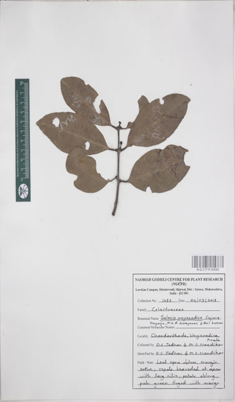 Salacia wayanadica