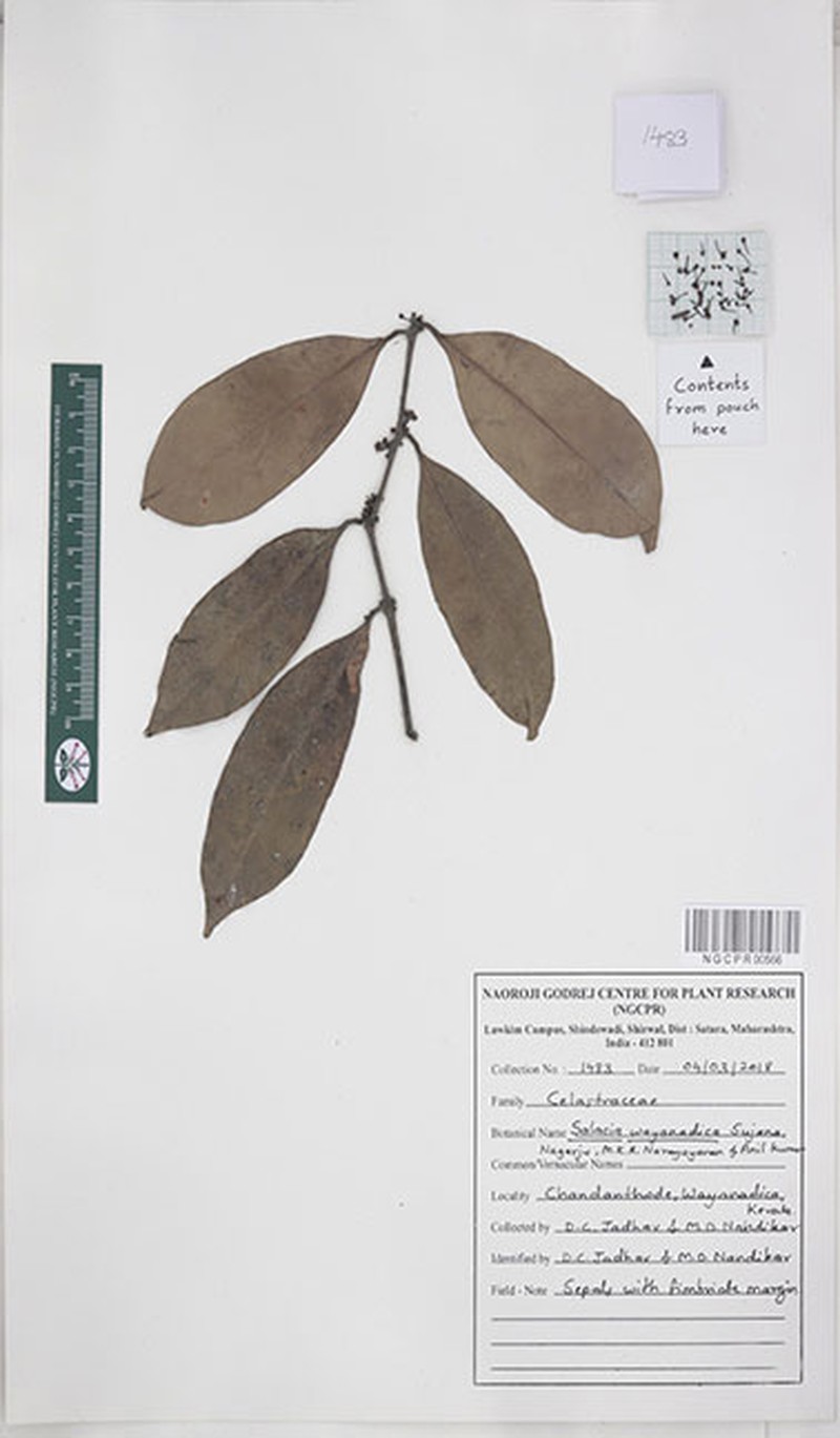 Salacia wayanadica photo 2
