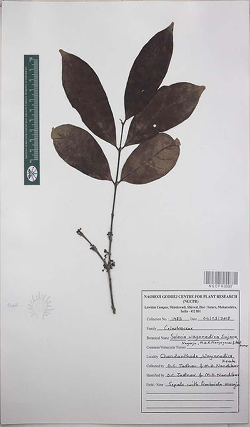 Salacia wayanadica photo 3