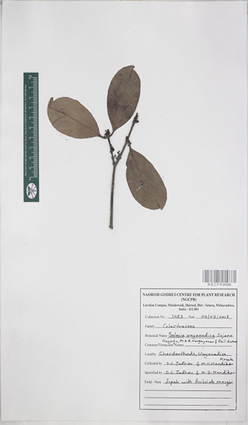 Salacia wayanadica photo 4