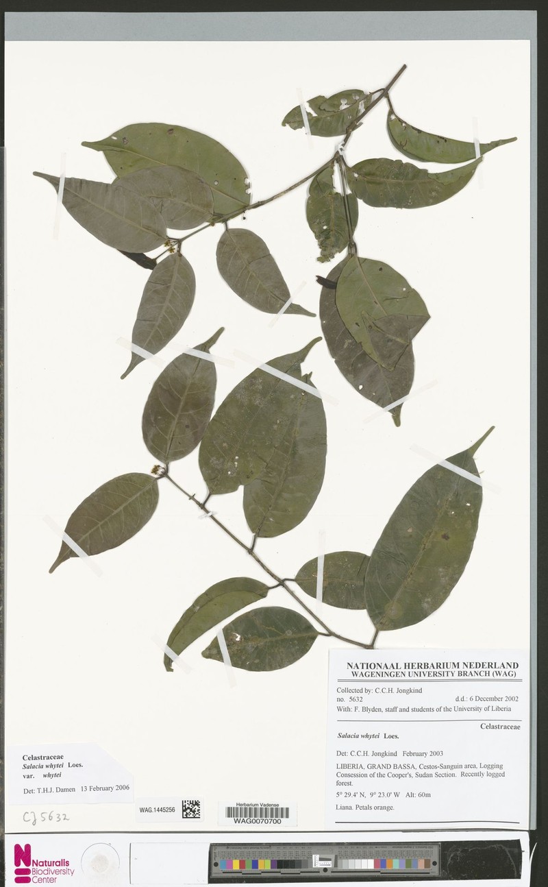 Salacia whytei var. whytei