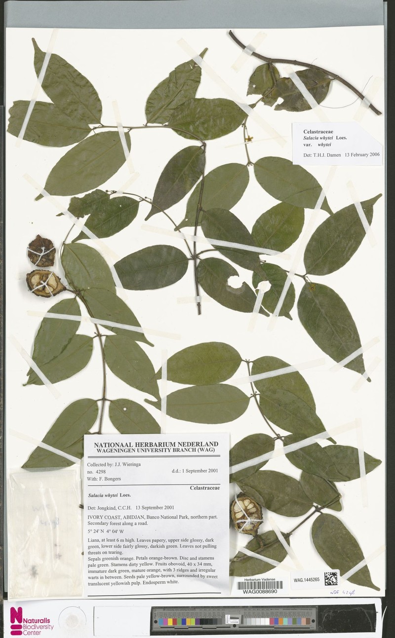 Salacia whytei var. whytei photo 2