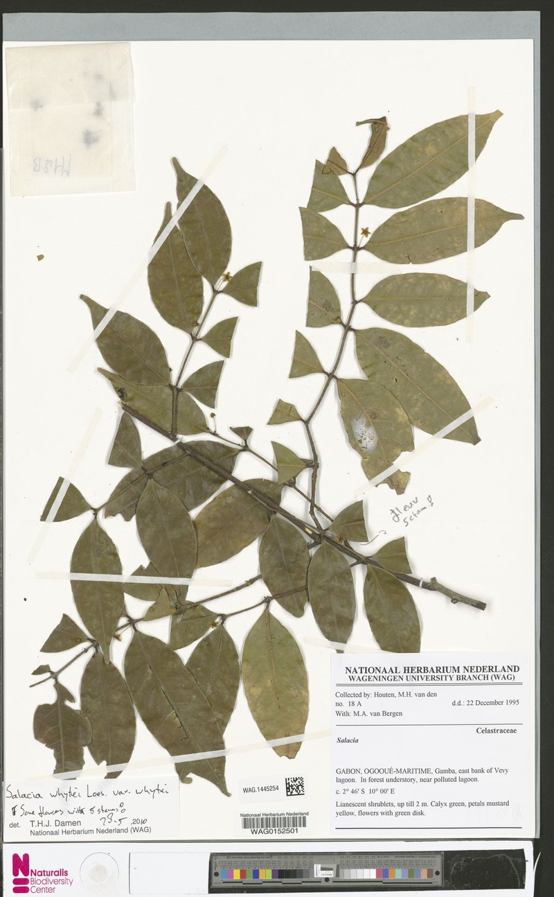 Salacia whytei var. whytei photo 3