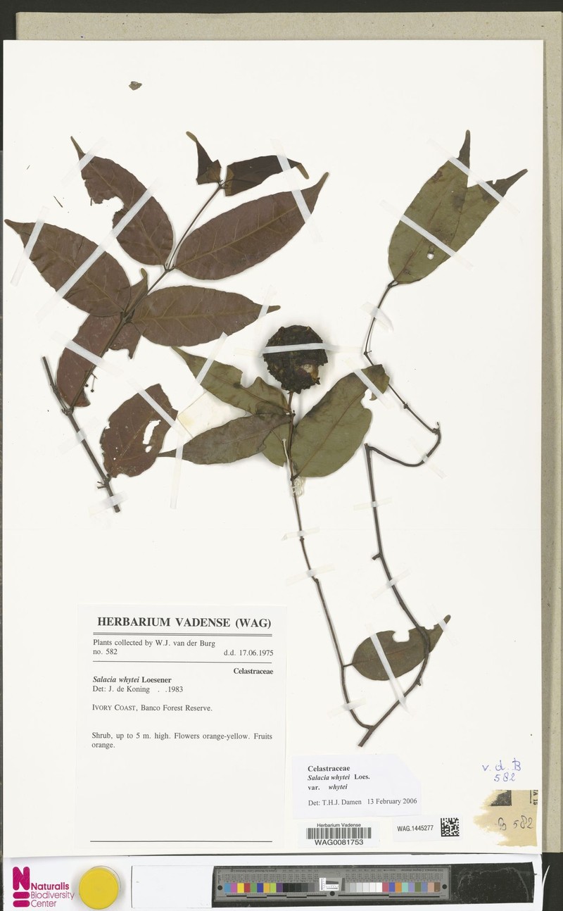 Salacia whytei var. whytei photo 4