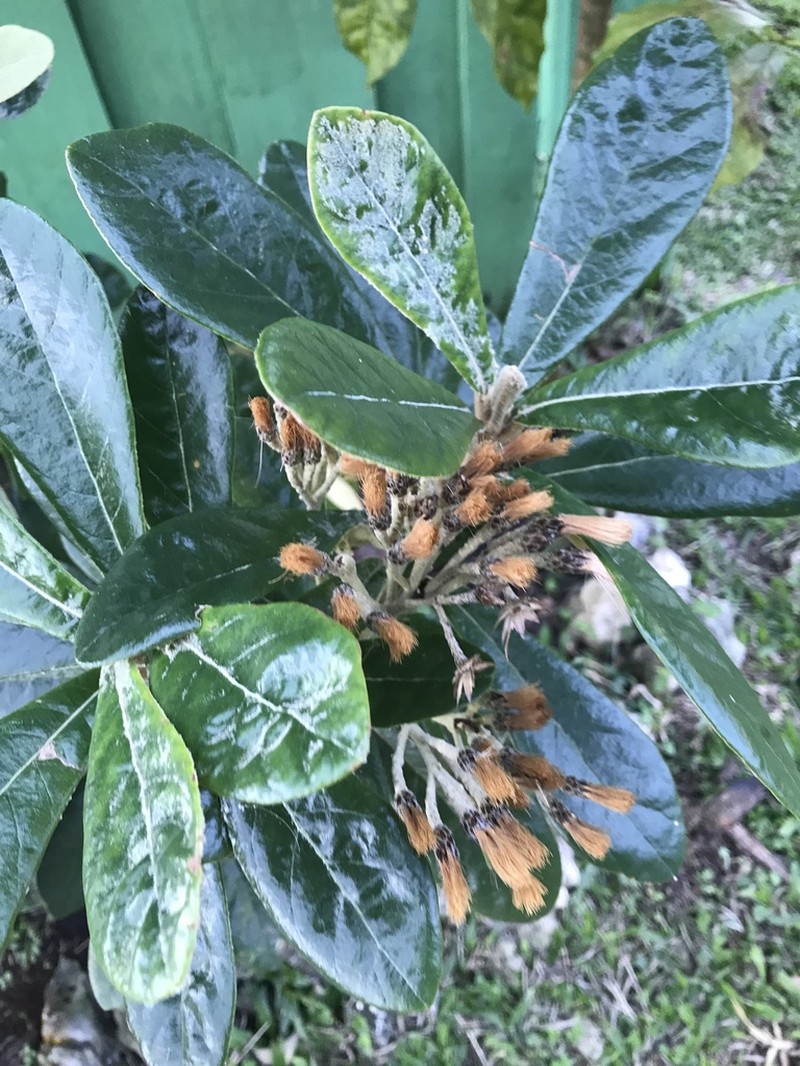 Salcedoa mirabaliarum photo 2