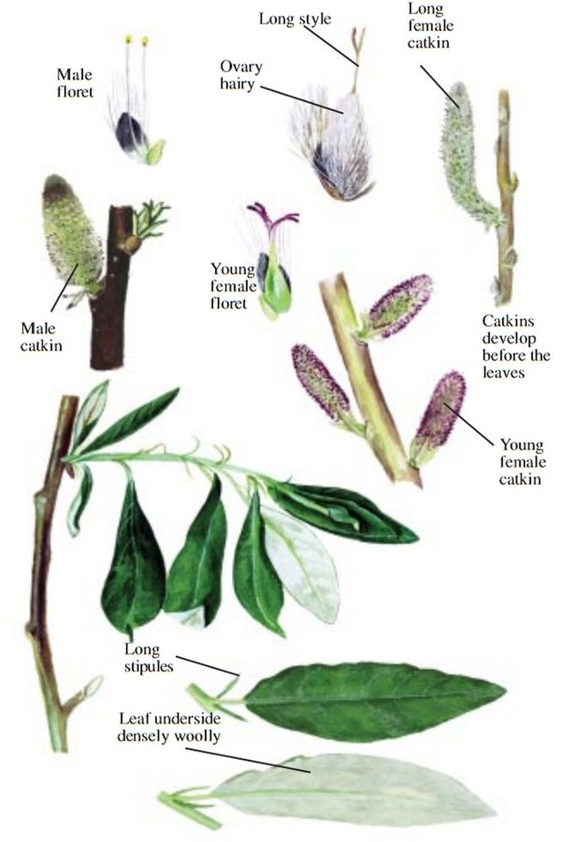 Feltleaf Willow