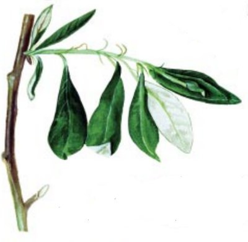 Feltleaf Willow photo 3