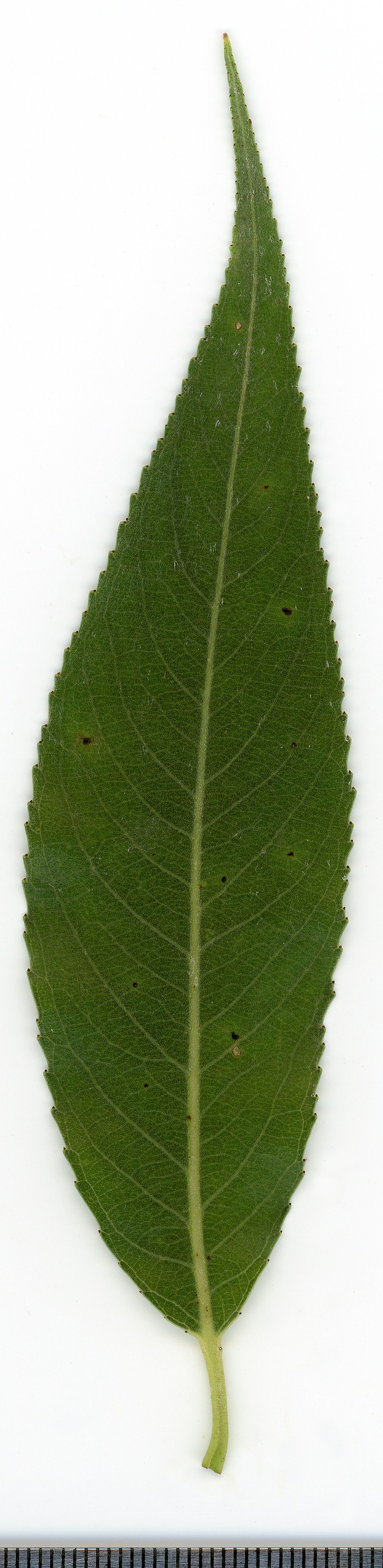 White Willow photo 3