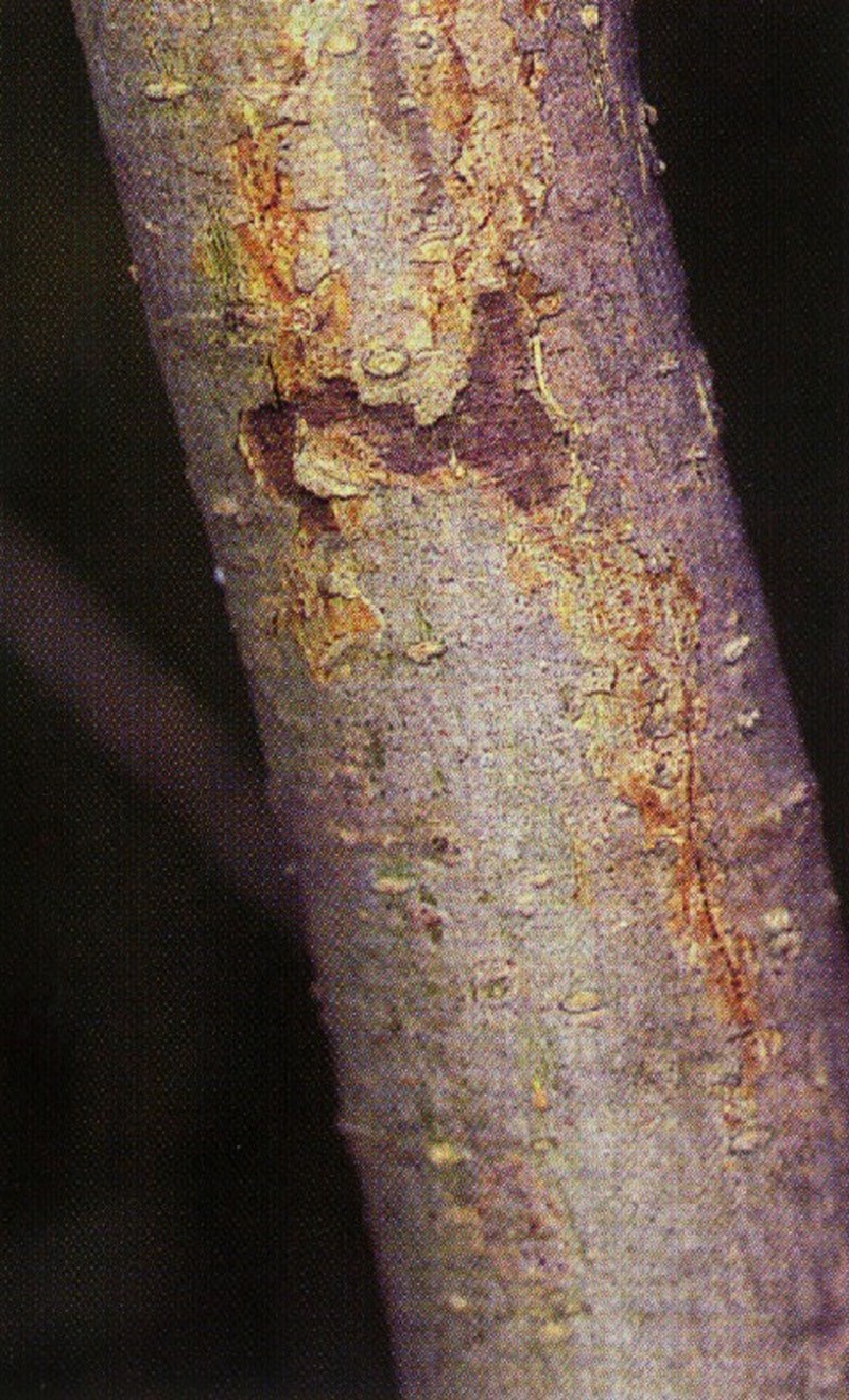 Peachleaf Willow photo 4