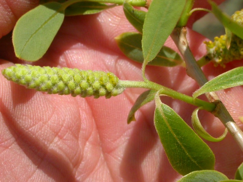 Peachleaf Willow photo 2