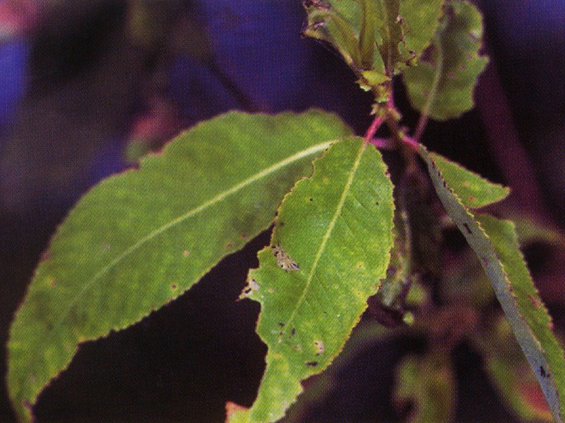 Peachleaf Willow photo 3