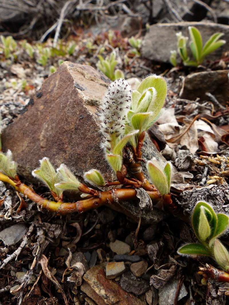 Arctic Willow photo 2