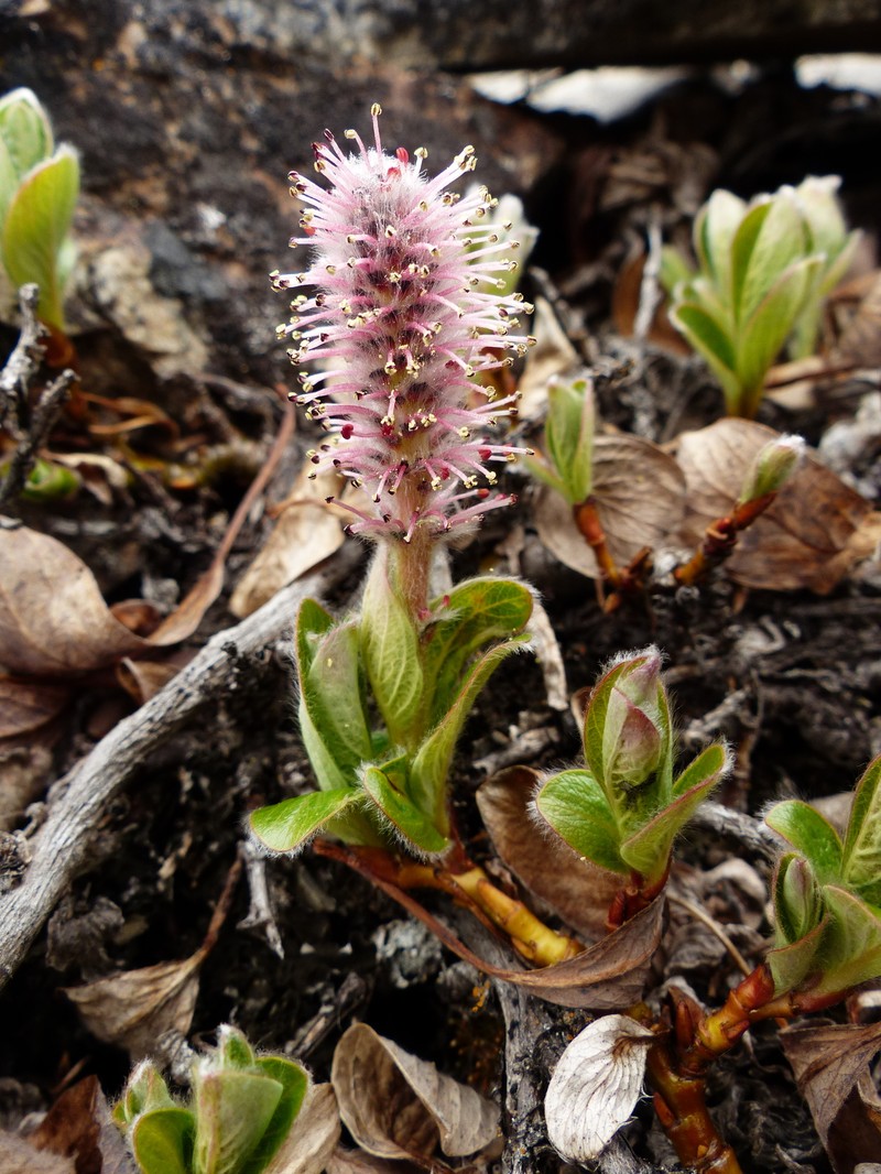Arctic Willow photo 3
