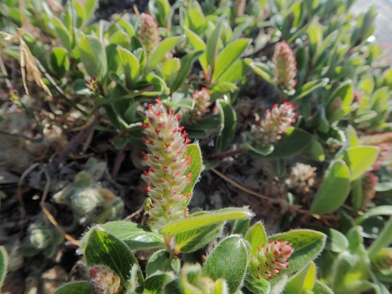 Arctic Willow photo 4