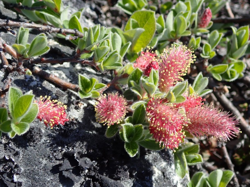 Arctic Willow photo 5