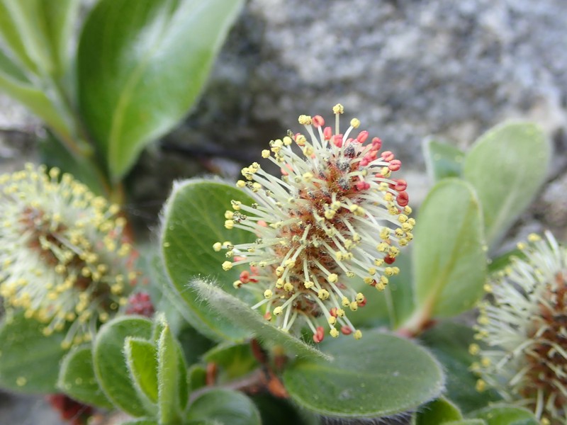 Arctic Willow photo 6