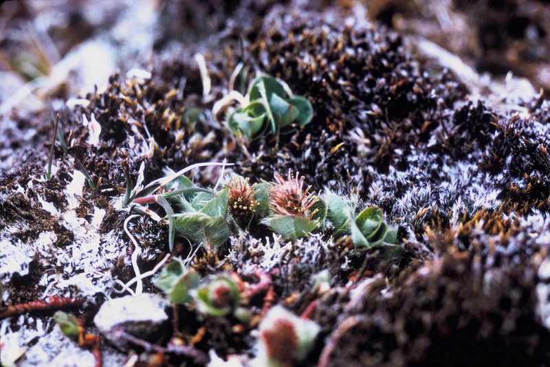Arctic Willow photo 7