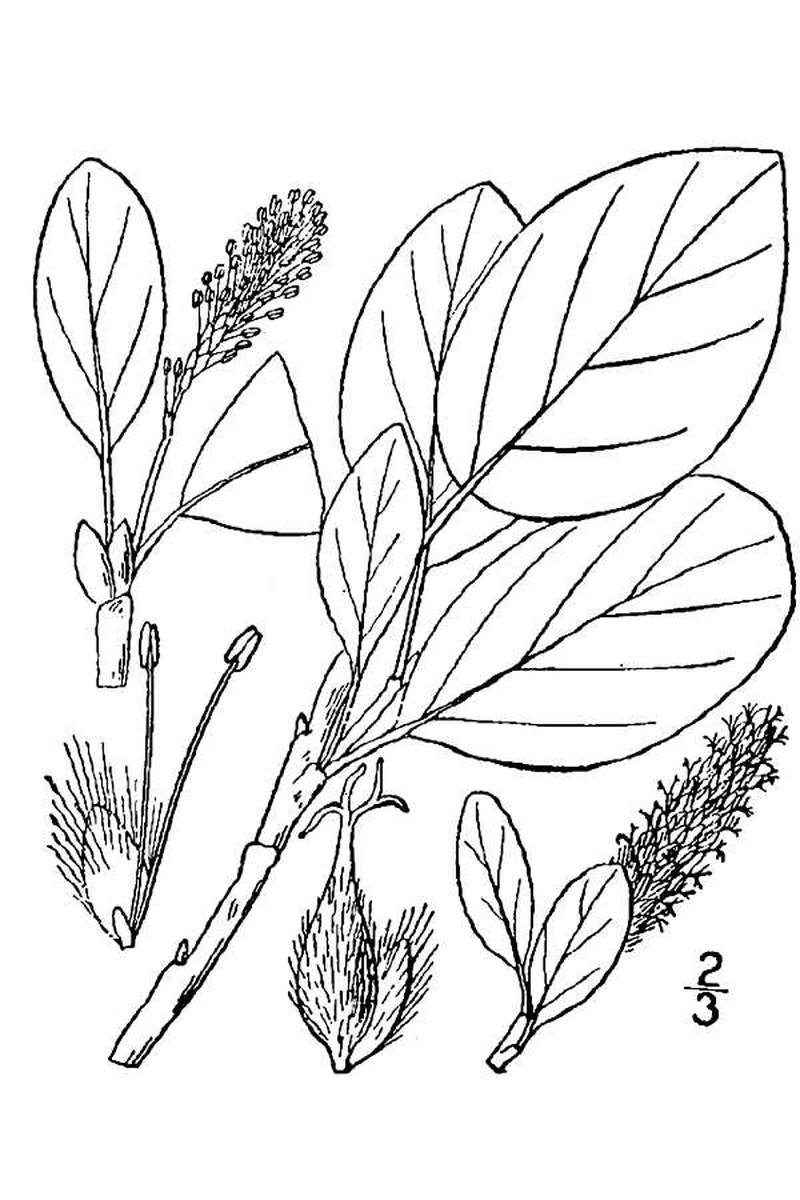 Northern Willow photo 3