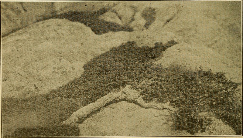 Northern Willow photo 4