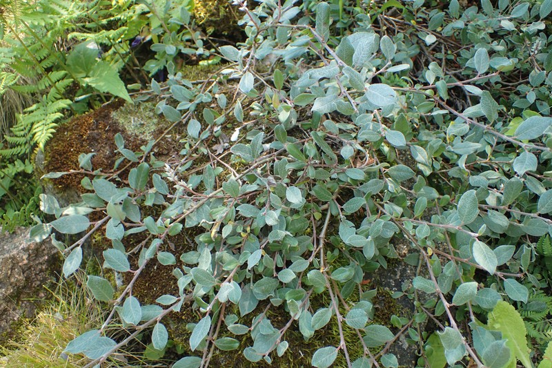 Northern Willow photo 2