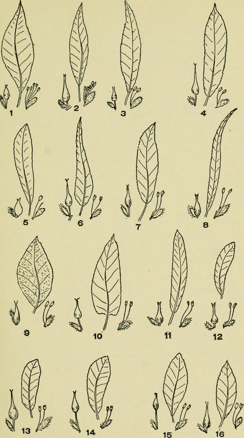 Labrador Willow photo 2