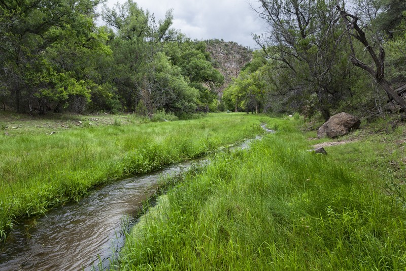 Arizona Willow photo 2