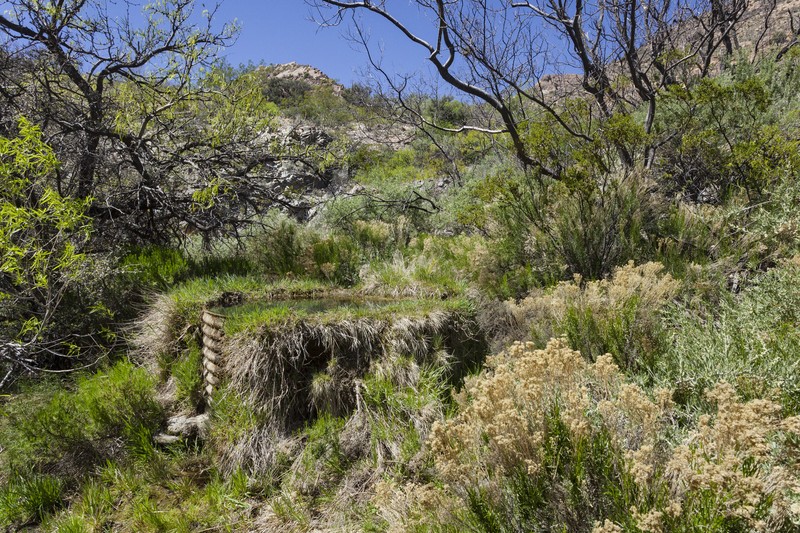 Arizona Willow photo 3