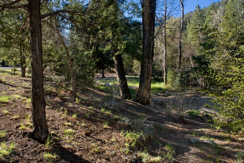 Arizona Willow photo 6