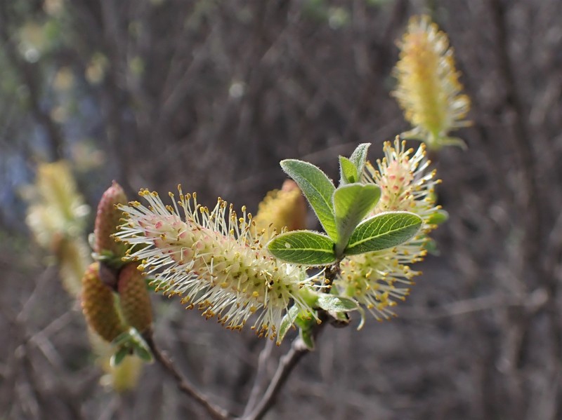 Large Gray Willow photo 2