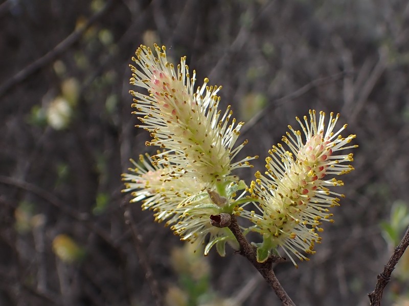 Large Gray Willow photo 3